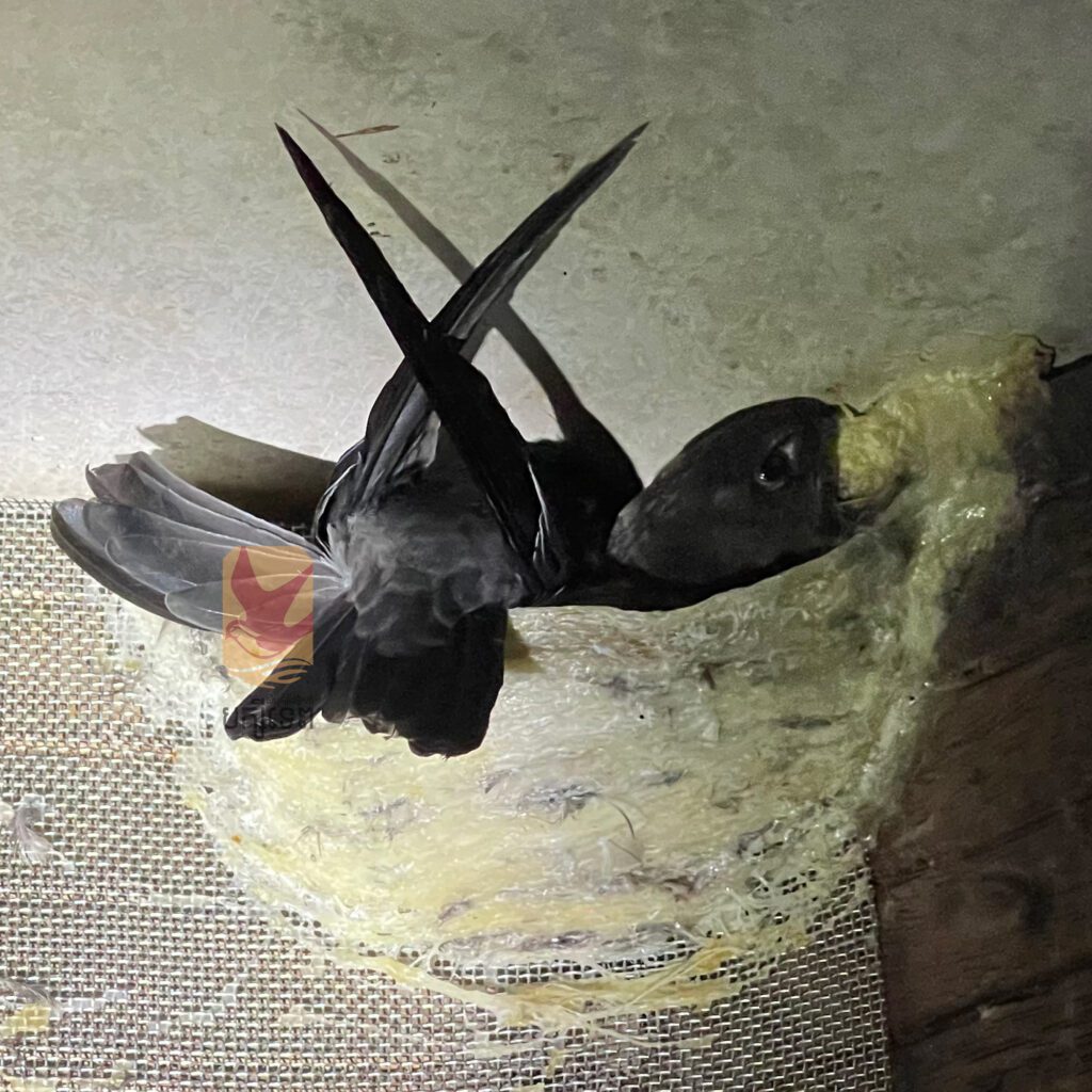 swiftlet making a nest